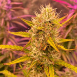 auto-jack-fem-paradise-seeds.jpg