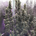 californian-snow-auto-fem-fastbuds.jpg