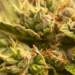 girl-scout-cookies-auto-fem-original-sensible-seeds.jpg