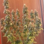 northern-lights-nirvana-seeds.JPG