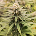 apple-betty-fem-herbies-seeds.jpg