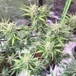 banana-purple-punch-auto-fem-fastbuds.jpg