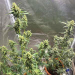 banana-purple-punch-auto-fem-fastbuds.jpg