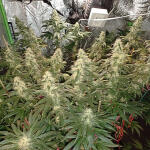 blueberry-hill-fem-herbies-seeds.jpg