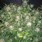 gelato-auto-fem-Semyanich.jpg