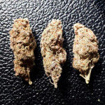 orange-sherbet-ff-fem-fastbuds.jpg
