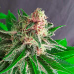 ddos-33-fem-herbies-seeds.jpg