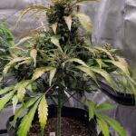 dossidos-cookies-autoflower-fem-easy-grow-seeds.jpg