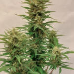 frostbanger-auto-f3-fem-fastbuds.jpg