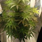 miracle-alien-cookies-mac-fem-7ch-american.jpg