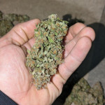 sweet-zenzation-xl-auto-fem-sweet-seeds.jpg