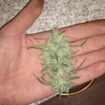 2-fast-2-vast-auto-fem-heavyweight-seeds.jpg
