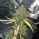 dossidos-cookies-autoflower-fem-easy-grow-seeds.jpg