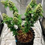 marshmallow-og-fem-compound-genetics.jpg