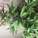 bloody-skunk-auto-fem-sweet-seeds.jpg