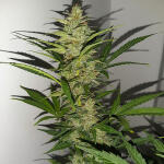 bruce-banner-auto-fem-Semyanich.jpg