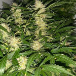 bruce-banner-auto-fem-Semyanich.jpg