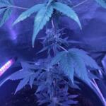 gorilla-auto-fem-Semyanich.jpg