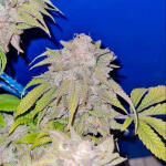 moonshine-cookies-auto-fem-7ch-american.jpg