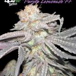 purple-lemonade-ff-fem-fastbuds.jpg