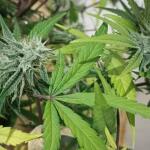 mint-jelly-auto-fem-humboldt-seed-company.jpg