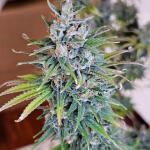 apple-betty-fem-herbies-seeds.jpg