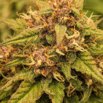 diablo-rojo-xl-auto-fem-sweet-seeds.jpg