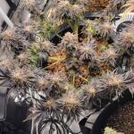 ghost-train-haze-fem-seedkeepers.jpg