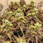 godfather-og-auto-fem-7ch-american.jpg