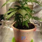 miracle-alien-cookies-mac-fem-7ch-american.jpg