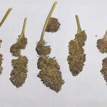 moonshine-cookies-fem-7ch-american.jpg