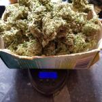 blueberry-cheese-auto-blue-cheese-auto-fem-barneys-farm.jpg