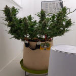 bruce-banner-auto-fem-Semyanich.jpg