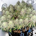 godfather-og-auto-fem-7ch-american.jpg