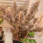 permanent-marker-fem-7ch-american.jpg