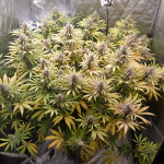 wedding-cake-fem-cali-buds-seeds.jpg