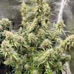 apple-strudel-auto-fem-fastbuds.jpg