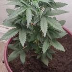 hellfire-og-auto-fem-7ch-american.jpg