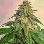 marshmallow-og-fem-compound-genetics.jpg