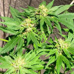 northern-lights-10-of-10-fem-seedkeepers.jpg