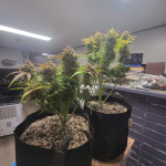 orange-apricot-glue-xl-auto-fem-sweet-seeds.jpg