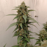 sour-jealousy-auto-fem-fastbuds.jpg