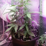 auto-do-si-dos-cookies-fem-00-seeds.jpg