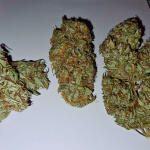 blueberry-hill-fem-herbies-seeds.jpg
