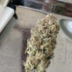blueberry-muffin-fem-humboldt-seed-company.jpg