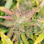 dossidos-cookies-autoflower-fem-easy-grow-seeds.jpg