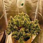 grandaddy-purple-fem-blimburn-seeds.jpg