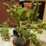orange-sherbet-auto-fem-fastbuds.jpg