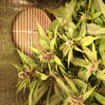blackberry-auto-fastbuds.JPG