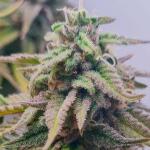 godfather-og-auto-fem-7ch-american.jpg